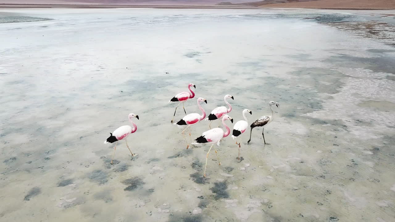 Flamingo Family Walking in Salt Lake. Drone Aerial View of Exotic Birds in Los Flamencos Natural Reserve, Chile