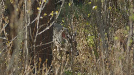 Female-Mule-Deer-eating-carefree-in-forest,-close-up-handheld-shot