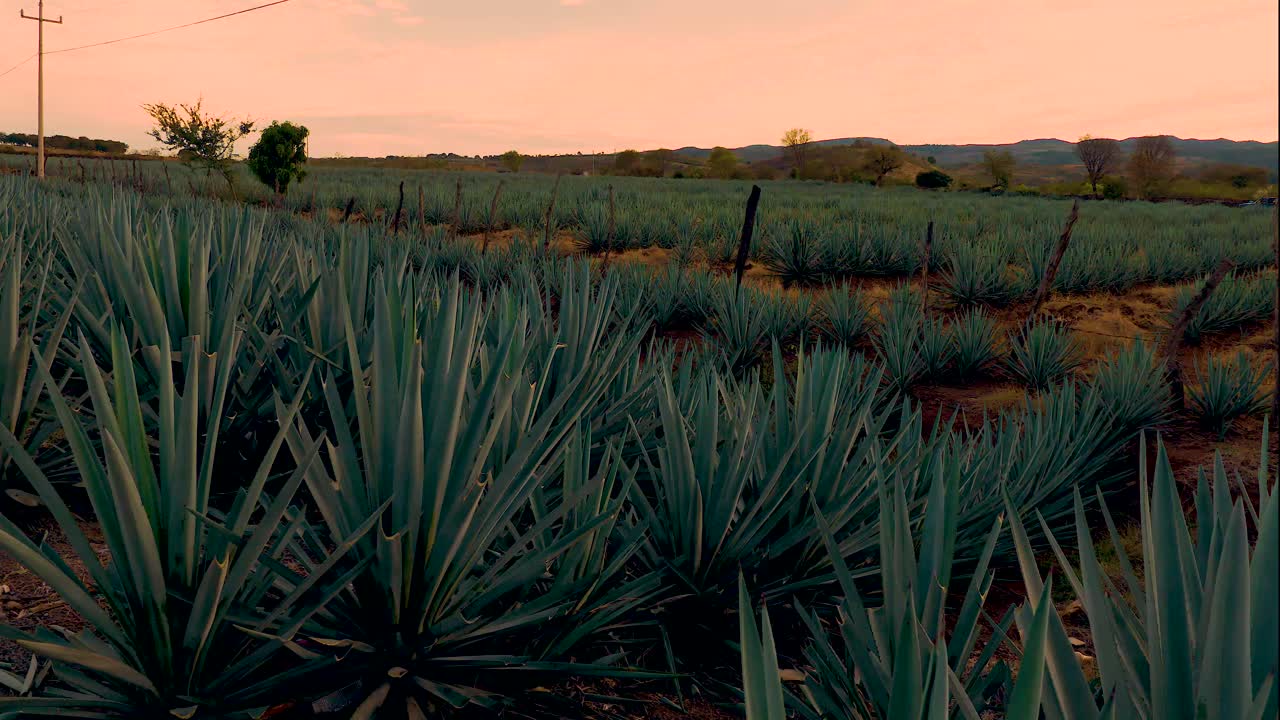 campo de plantación de agave