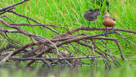 whistling duck chicks in pond .