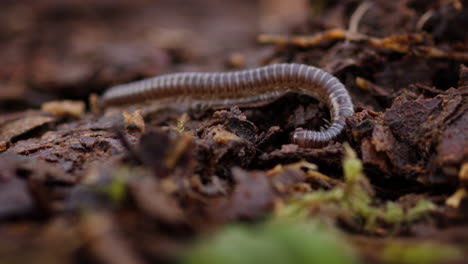 Blunt-tailed-Snake-Millipede-resting-on-forest-floor,-macro-zoom-in-shot