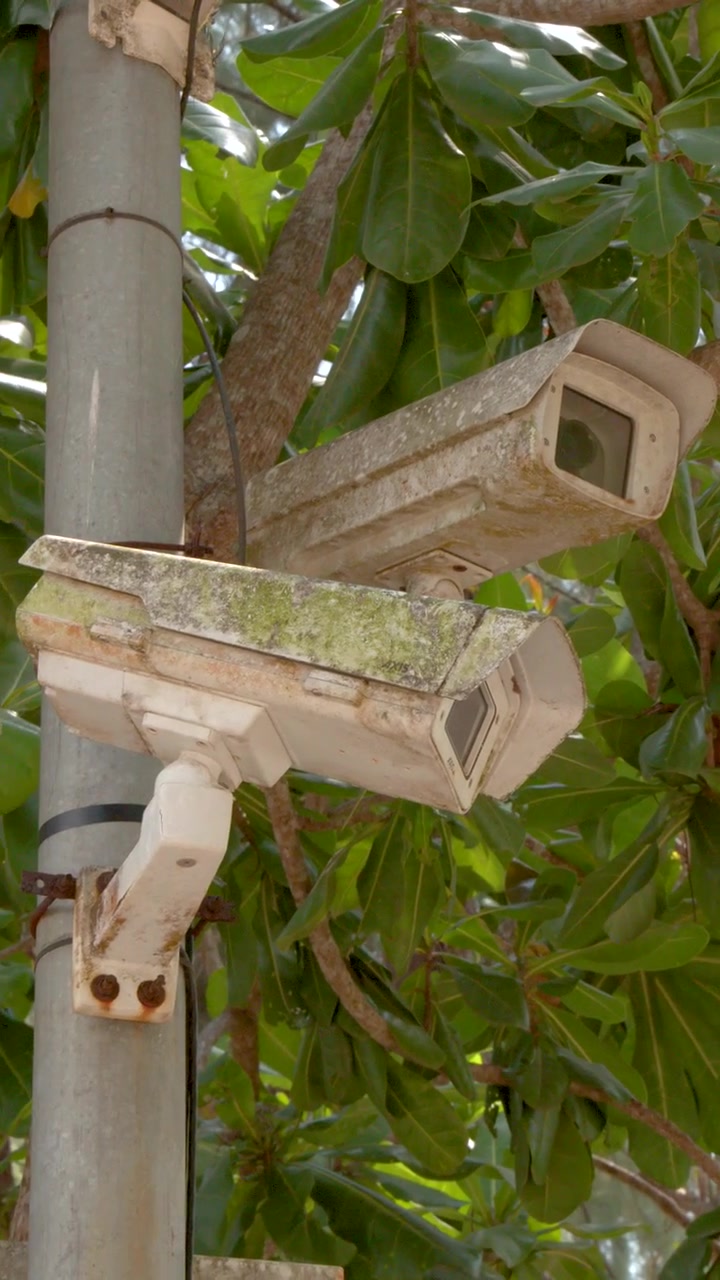 Una lenta inclinazione verso il basso rivela telecamere di sicurezza usurate montate su un palo tra la vegetazione tropicale