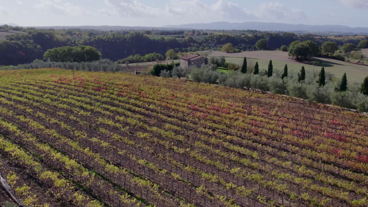 Veduta aerea di tonalità dorate autunnali in un uliveto, Pitigliano, Toscana, Italia