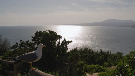 Gaviota-Llorando-Y-Paisaje-Oceánico-A-La-Luz-Del-Sol