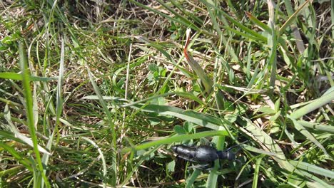 insecto negro tomando un baño de sol por la mañana en una hierba verde
