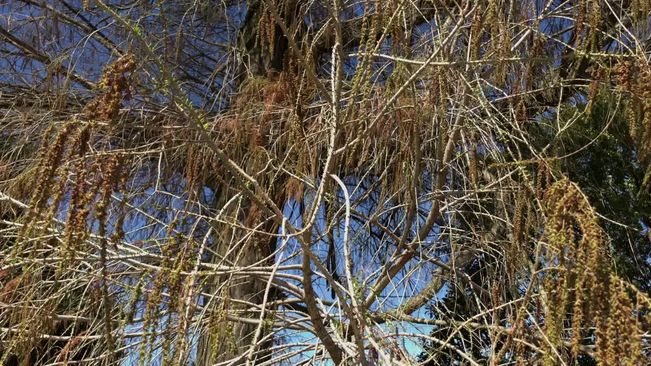 Tree Branches with Hanging Seeds