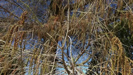 ramas de árboles con semillas colgantes