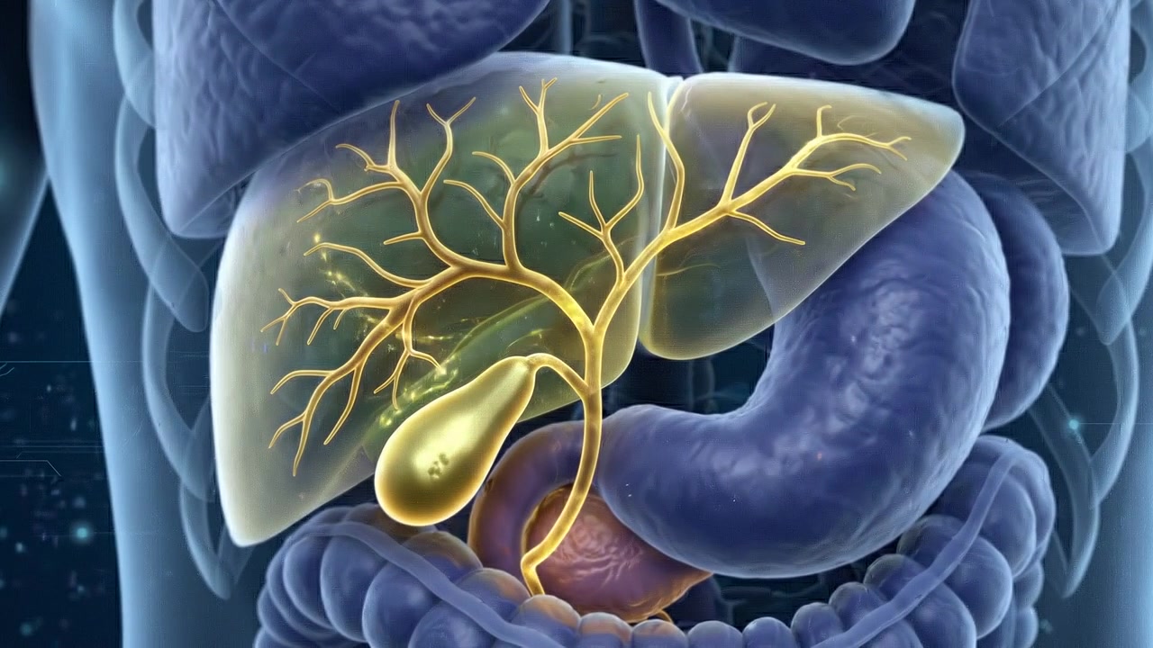 Human Internal Digestive Organs Scan Highlighting Stomach and Intestines