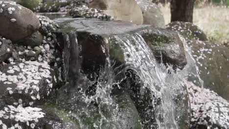 blossoms falling slowly to the ground near a flowing water feature