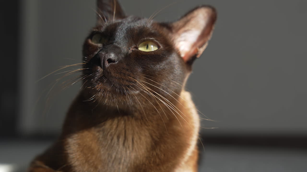 Primo piano di un gatto birmano pigro sdraiato che guarda nella fotocamera