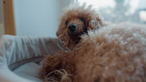 close-up shot of dog resting in bed, quickly raising head, sniffing air and looking around curiously, alert pet moment indoors, dog sensing something, cozy wintery environment with snow outside