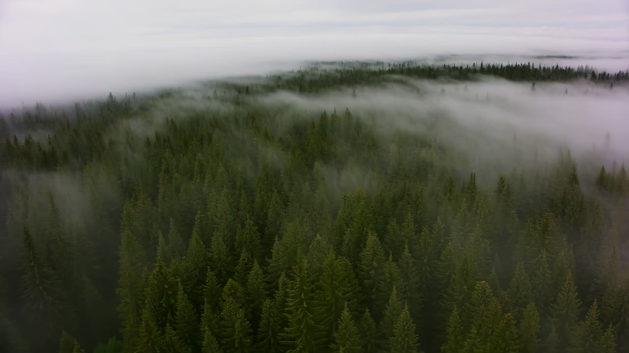 Ilmakuva sumuisesta ainavihannasta metsästä