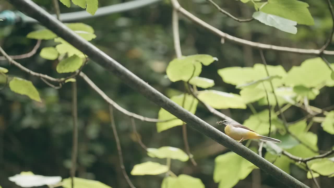 pequeño pájaro amarillo posado en una rama