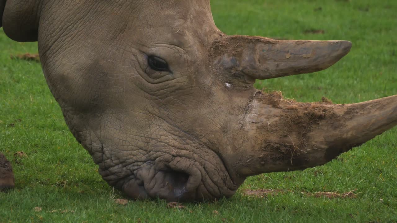 The Southern White Square-Lipped Rhinoceros Eats Grass