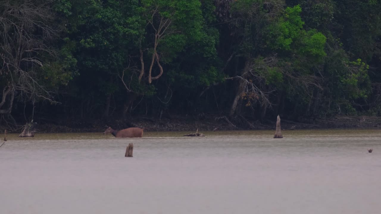 особь, движущаяся влево в глубине воды во время дождливого дня в джунглях, самбарский олень, rusa unicolor, заповедник phu khiao, таиланд