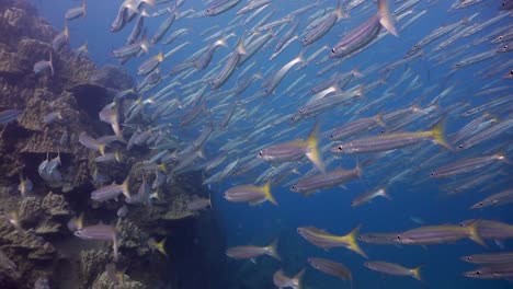 Tiro-De-Persecución-De-Barracuda-De-Cola-Amarilla-Nadando-Hacia-El-Pináculo-De-Coral-En-Koh-Tao,-Tailandia