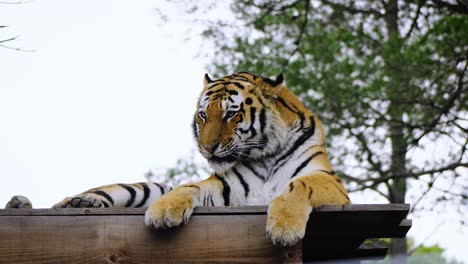 static shot of a tiger licking its feet and itching its neck