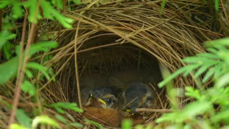 javan black-capped babbler chicks nestled within a carefully constructed, cup-shaped nest, primarily composed of dried twigs and foliage, natural habitat