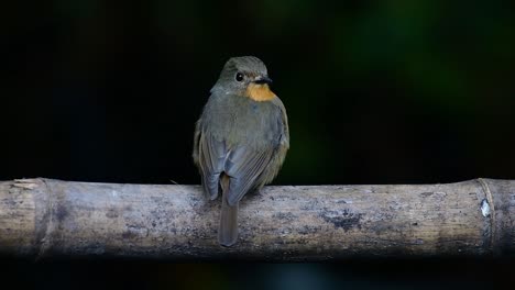 Papamoscas-Azul-De-La-Colina-Posado-En-Un-Bambú,-Cyornis-Whitei