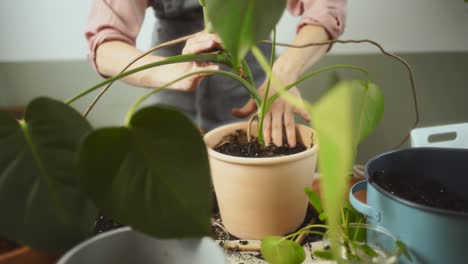 Mujer-De-Cultivo-Trasplantando-Planta-Monstera-Deliciosa-En-Casa