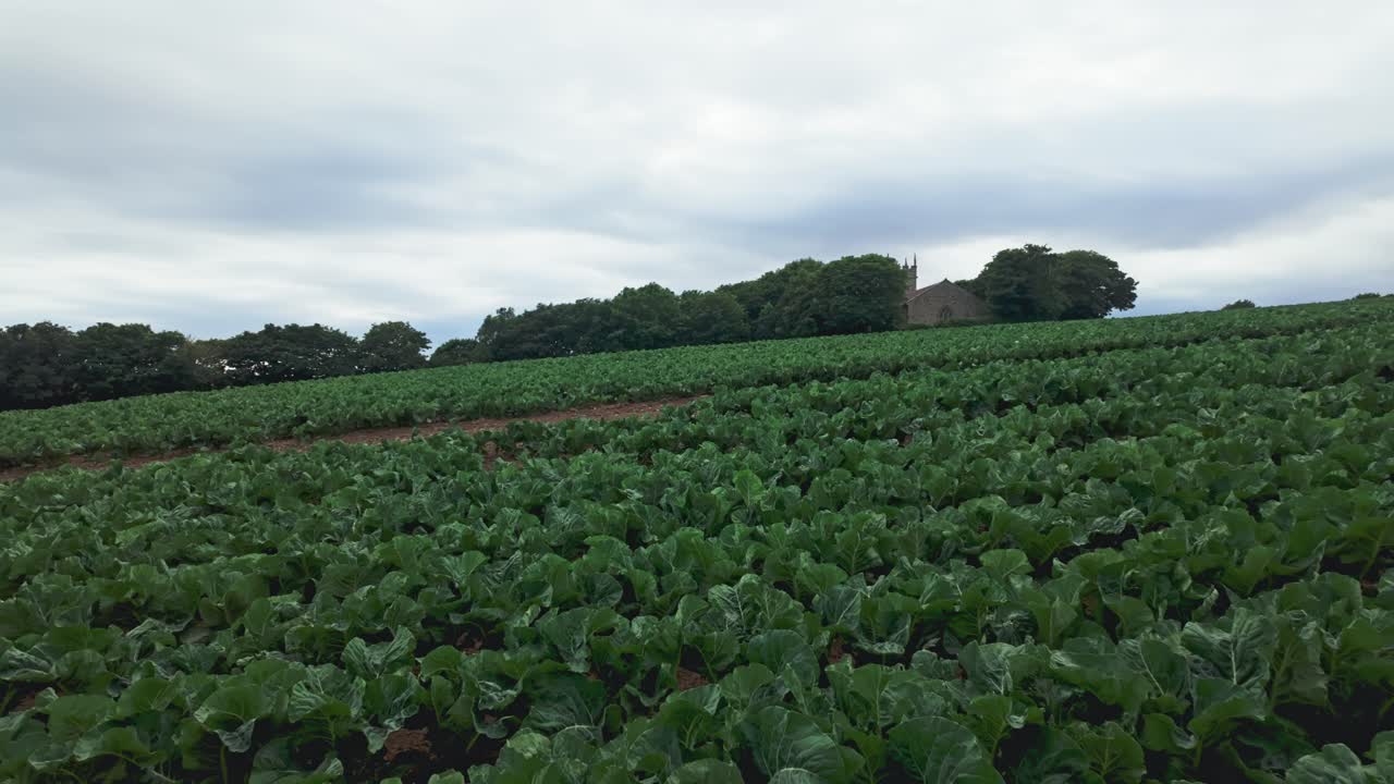 Pan from left to right of field of cabbages on overcast day, Cornwall, UK