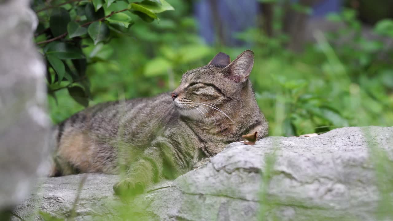 Gatto soriano paffuto che si gode la luminosa luce del giorno.