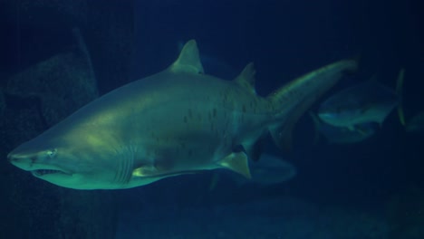 tiburón nadando en un tanque