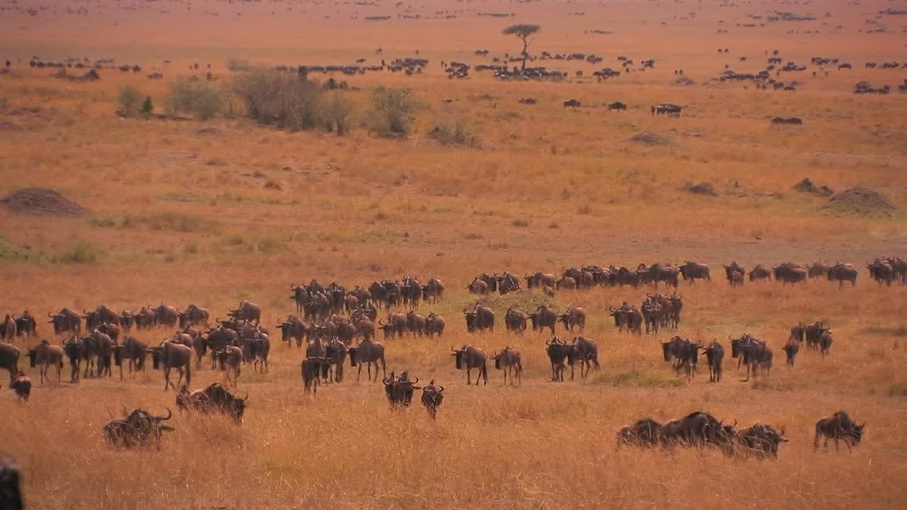una gran manada de ñus vaga por una llanura cubierta de hierba