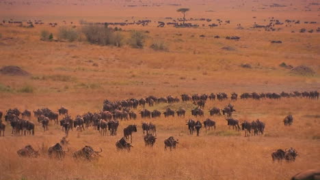 Eine-Große-Herde-Gnus-Durchstreift-Eine-Grasbewachsene-Ebene