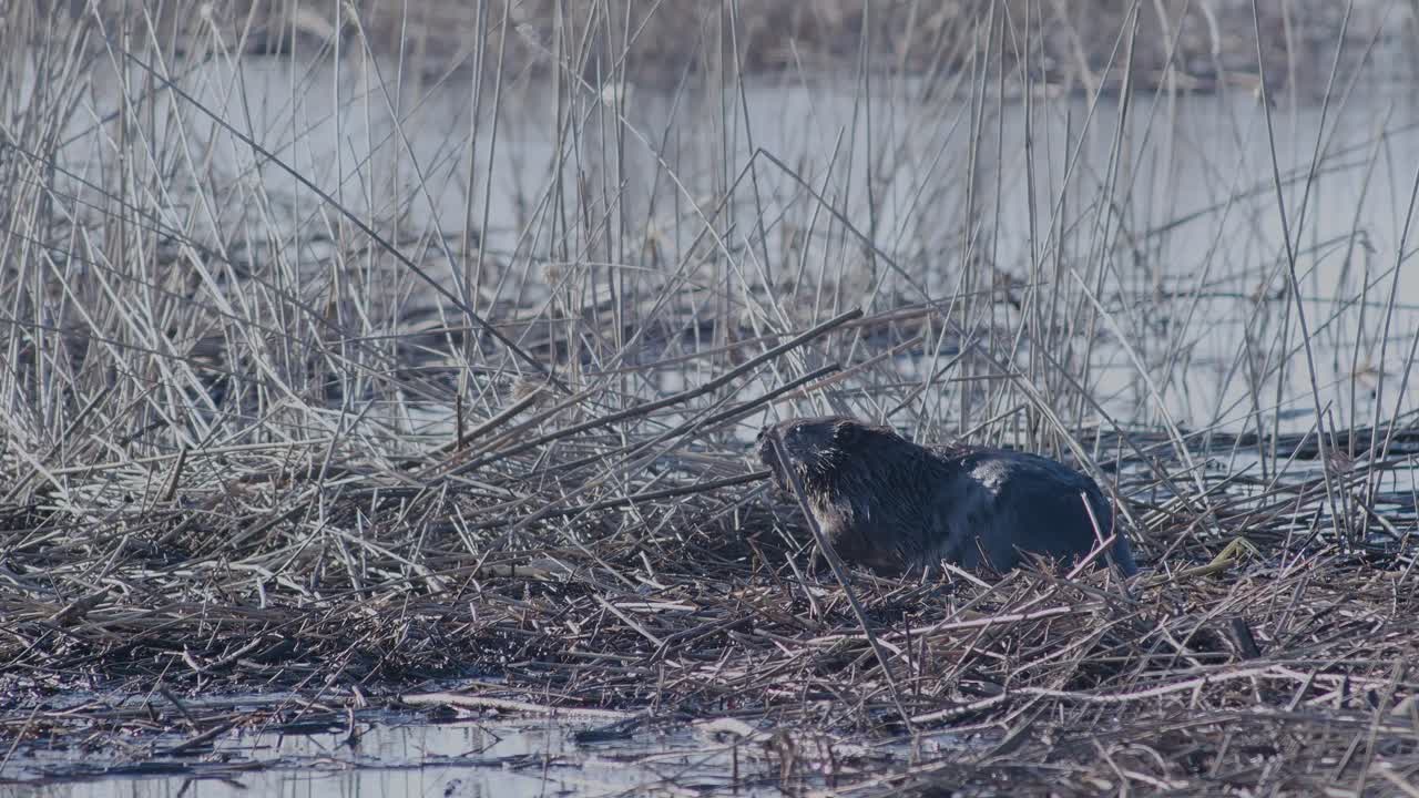castor salvaje nadando en el lago y haciendo salpicaduras