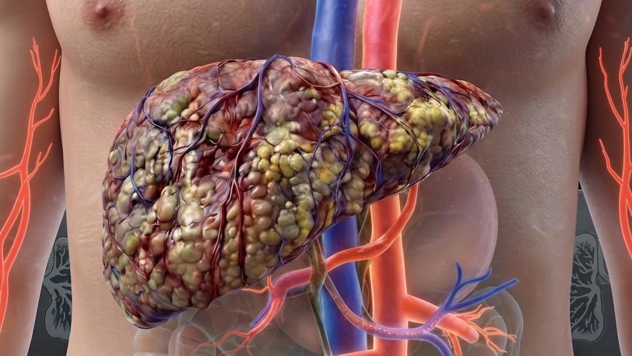 Human Torso Anatomy Render Showing Liver and Vascular System