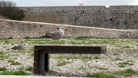 Seagull-standing-on-a-bench-with-an-ancient-fort-in-the-background