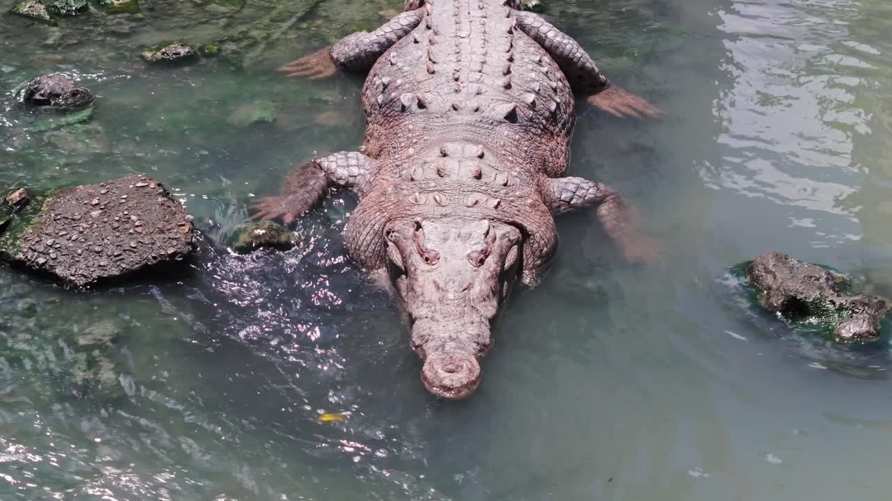 Aerial drone footage very close to a large American crocodile in a muddy river in Panama City