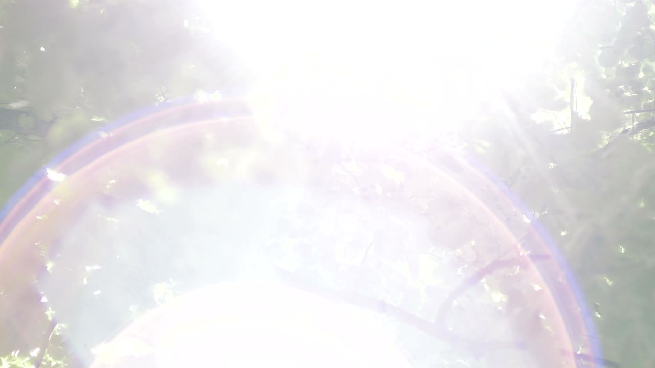 luz bokeh del sol a través de las hojas