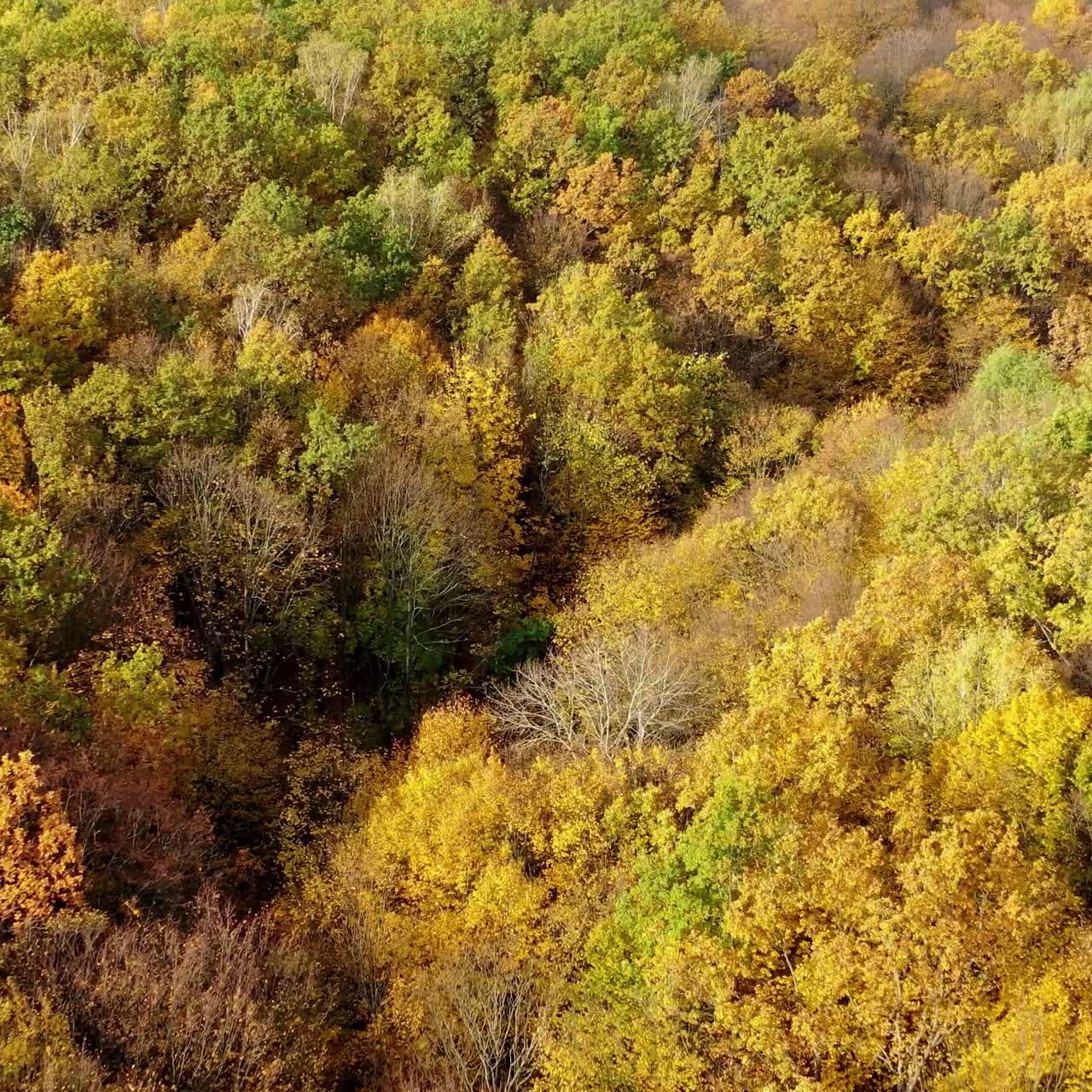 Beautiful autumn. Yellow top trees in forest in fall season. Amazing landscape of autumn colors. Aerial view.