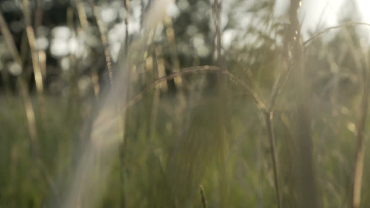 закат на травяном поле