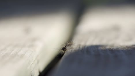 macro shot of a gypsy moth caterpillar crawling in slow motion