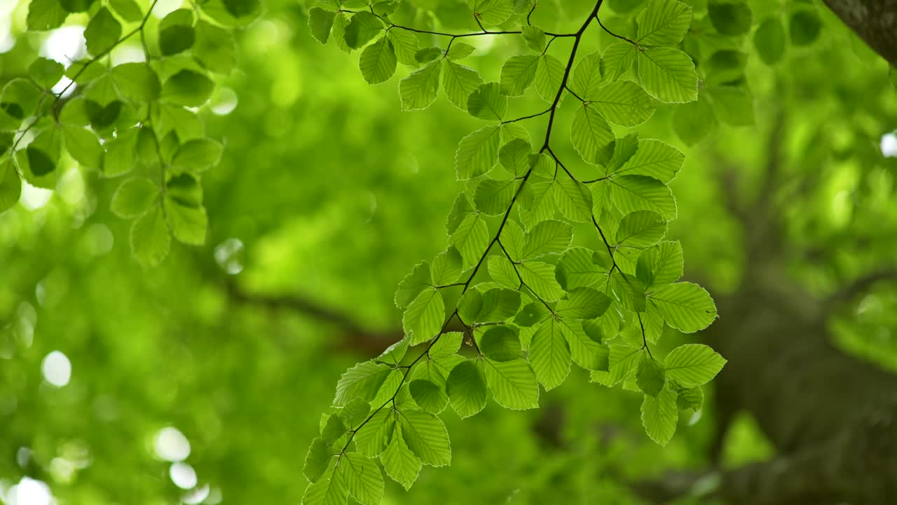 여름 숲에서 바람이 부는 날씨. 나무의 풍부한 녹색 잎을 흔들고. 멋진 꽃의 보케. 아래에서 위로, 4k