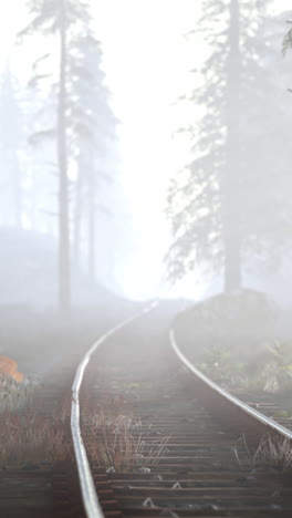 a misty forest with railroad tracks