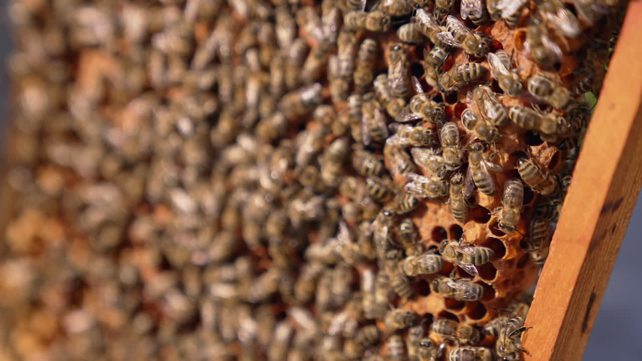Stripy bees crawls over the frame. Honey insects move over the sealed cells with new brood. Close up.