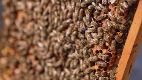 stripy bees crawls over the frame. honey insects move over the sealed cells with new brood. close up.