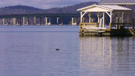 a duck floating on a lake with a deck and bridge