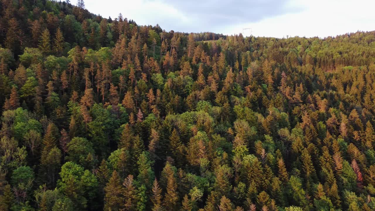 vista aérea de drones de un espeso bosque verde al amanecer con cielo nublado y línea eléctrica de poste