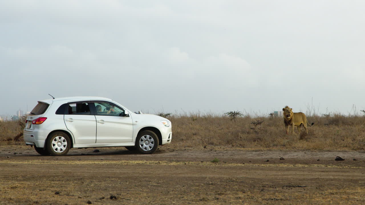 un leone selvatico si trova accanto a un'auto turistica nella savana del kenya in un safari in africa