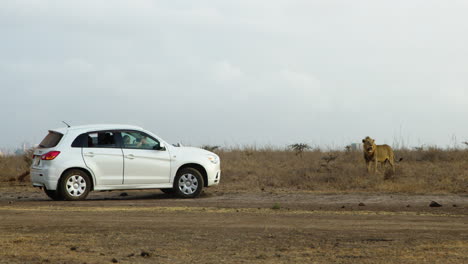 wild lion stands next to a tourist car in kenya savanna on africa safari