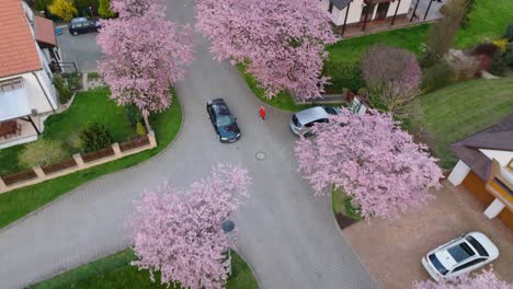 a car driving under blooming pink cherry and sakura trees in a beautiful neighborhood of family houses in europe