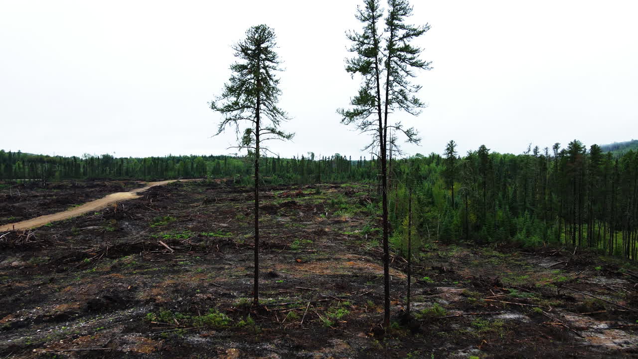 To stedsegrønne træer står alene i et massivt rydningsområde i det centrale Quebec