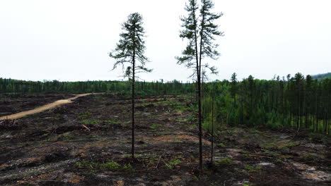 Two-evergreens-stand-alone-in-a-massive-clear-cut-in-central-Quebec