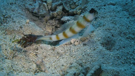 alpheidae and steinitz' goby. symbiosis. red sea.