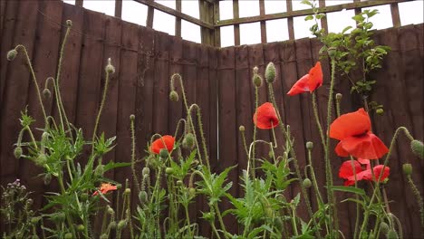 Ein-Garten-Mit-Wunderschönen-Roten-Mohnblumen,-Die-Sich-Während-Eines-Zeitraffers-Im-Wind-Wiegen